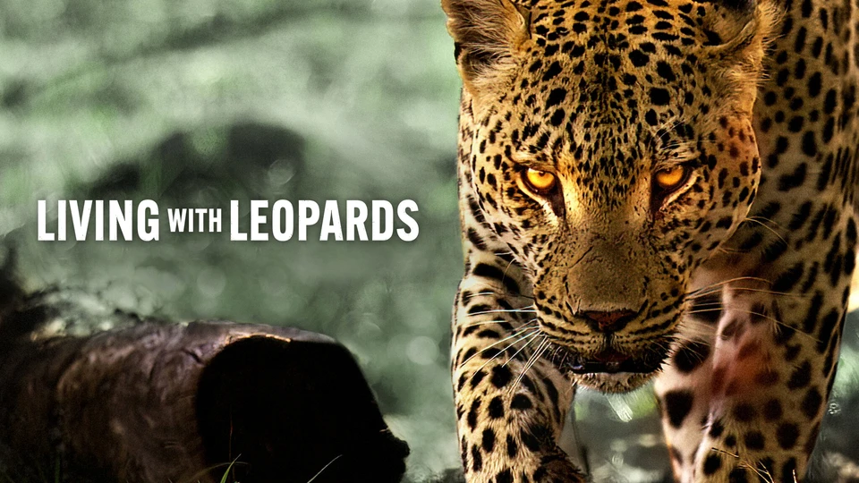 Phim Living with Leopards - Living with Leopards (2024)