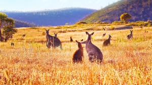 Phim Thung lũng kangaroo - Kangaroo Valley (2022)